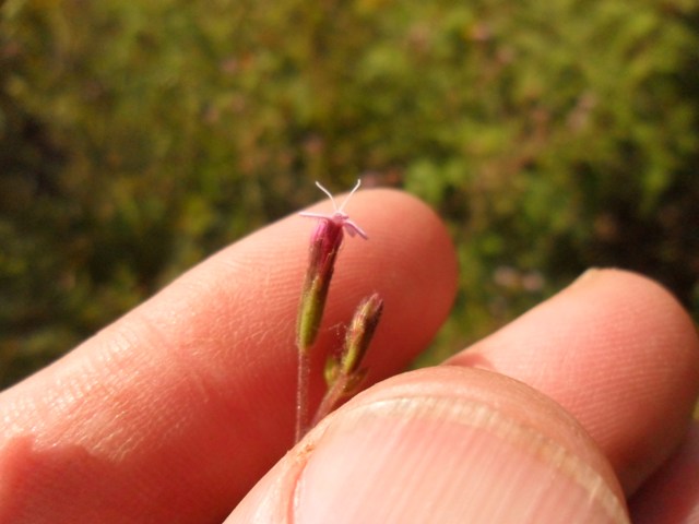 Stevia myriadenia