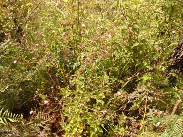 Stevia myriadenia