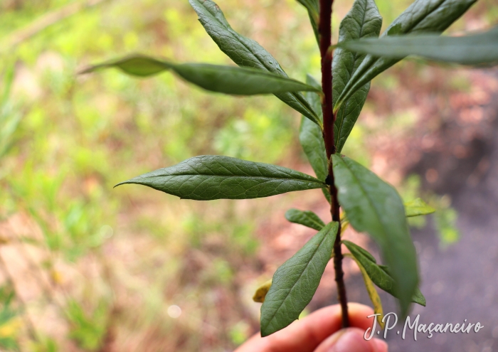 Baccharis semiserrata