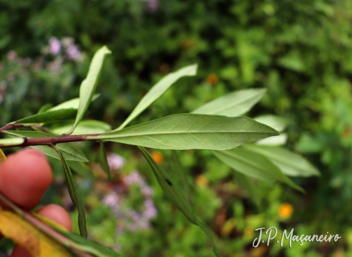 Baccharis semiserrata