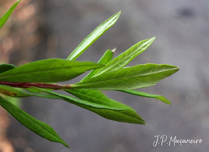 Baccharis semiserrata