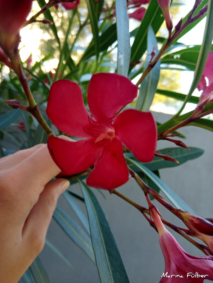 Nerium oleander