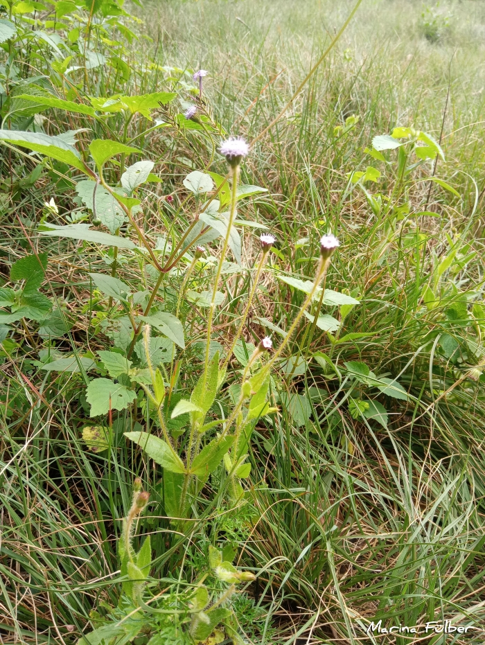Praxelis missiona
