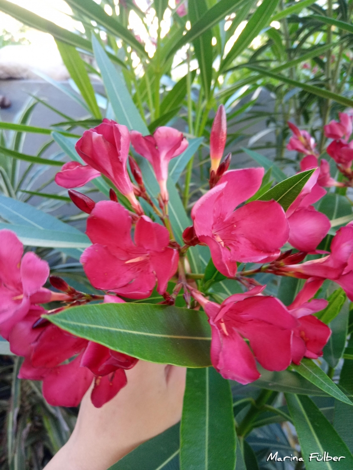 Nerium oleander