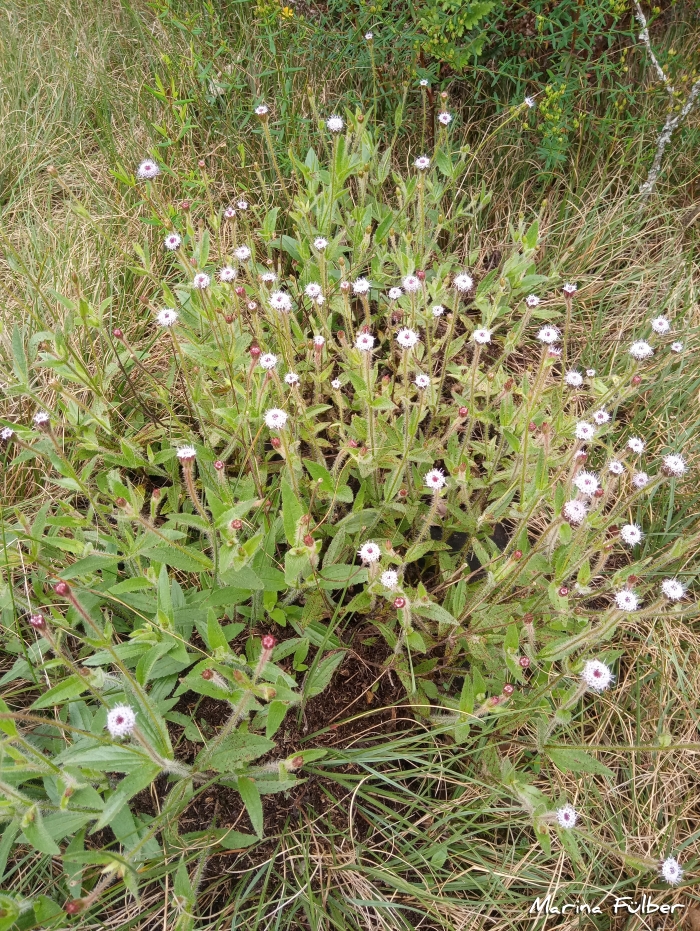 Praxelis missiona