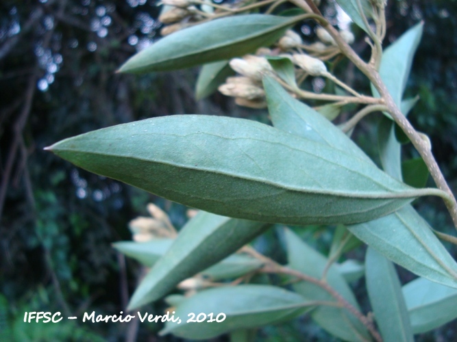 Dasyphyllum tomentosum