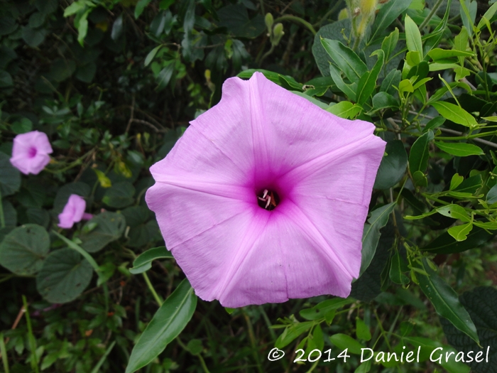 Ipomoea descolei