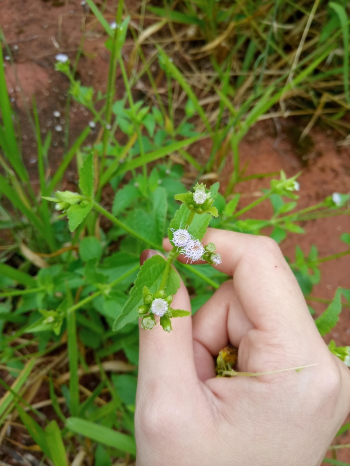Praxelis clematidea