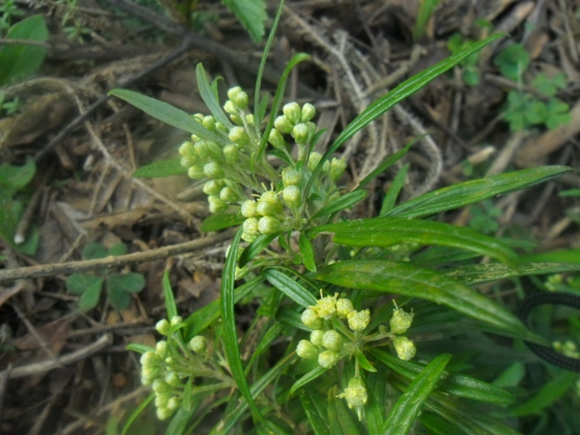 Baccharis montana