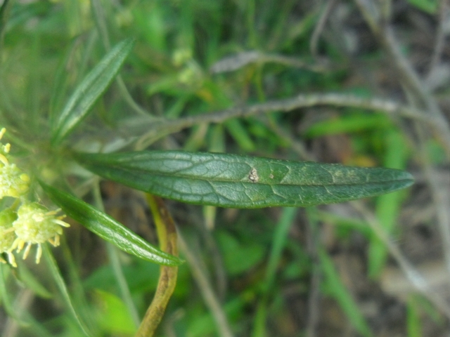 Baccharis montana