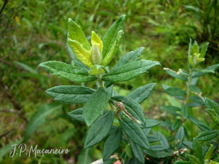 Baccharis montana