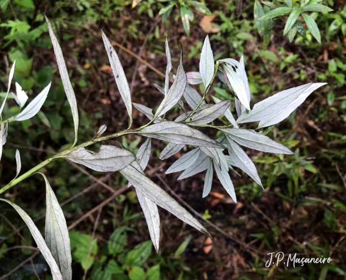 Baccharis montana