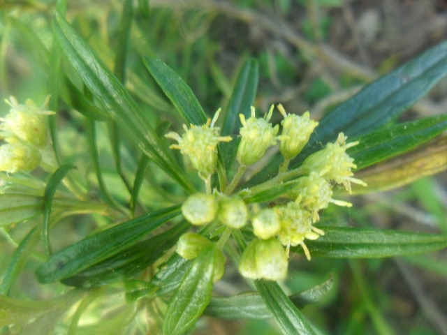 Baccharis montana