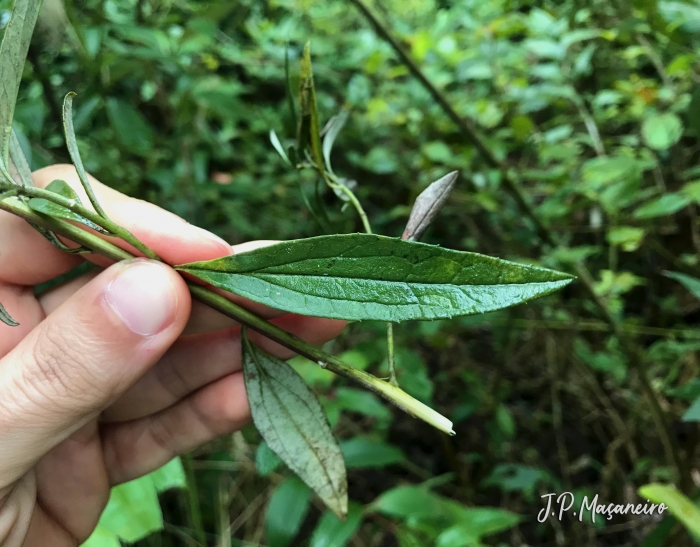 Baccharis montana