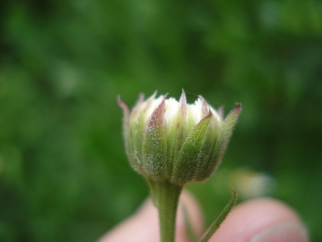 Leptostelma maxima