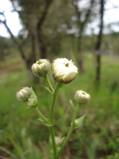 Leptostelma maxima