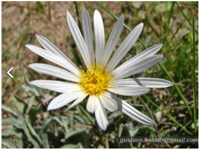 Noticastrum malmei