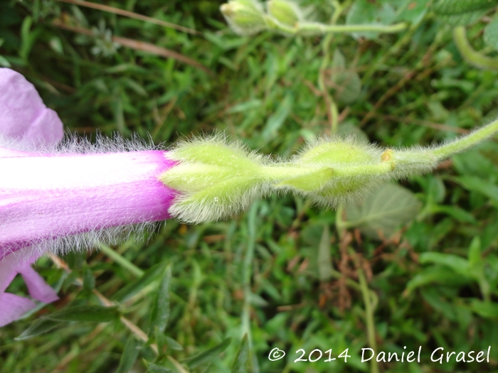 Ipomoea descolei