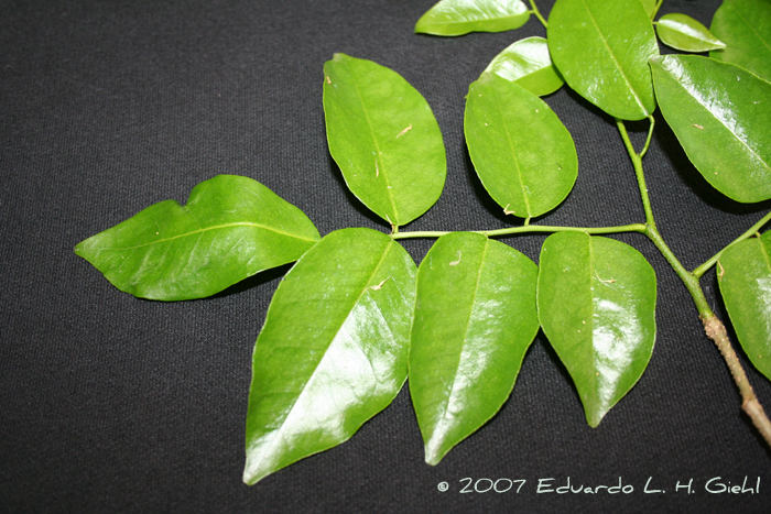 Myrocarpus frondosus