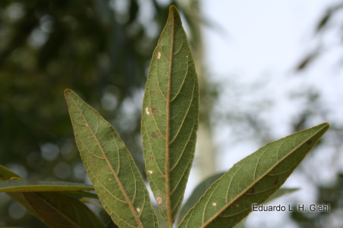 Lonchocarpus campestris