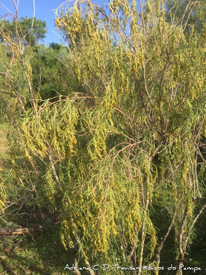 Acanthostyles buniifolius