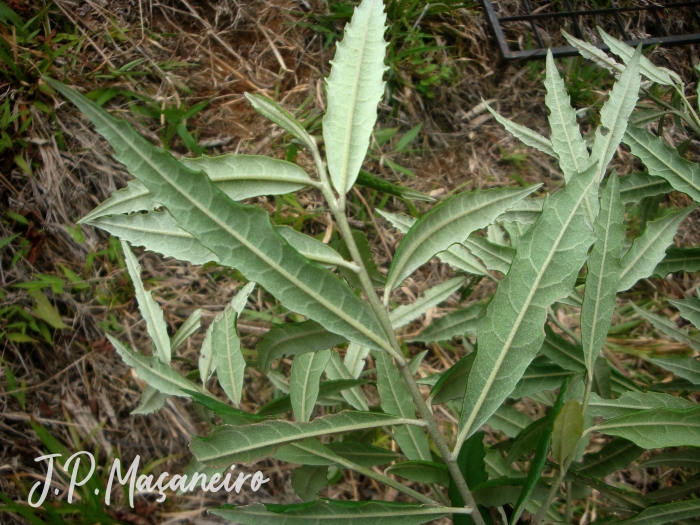 Piptocarpha angustifolia