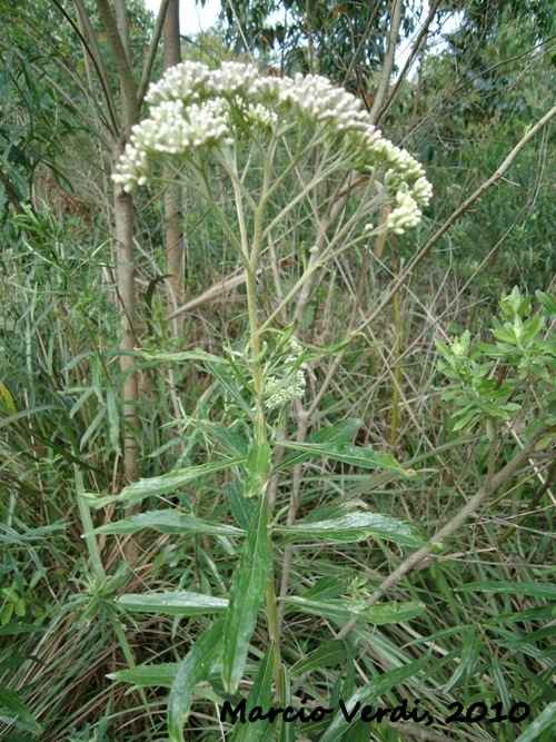 Campovassouria cruciata