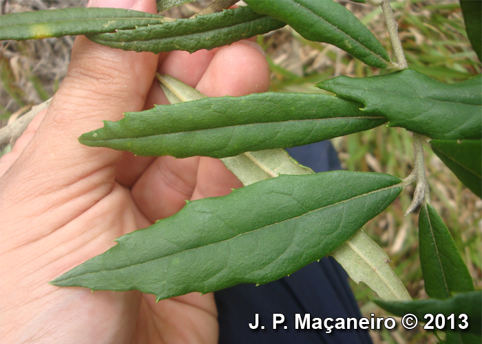 Piptocarpha angustifolia