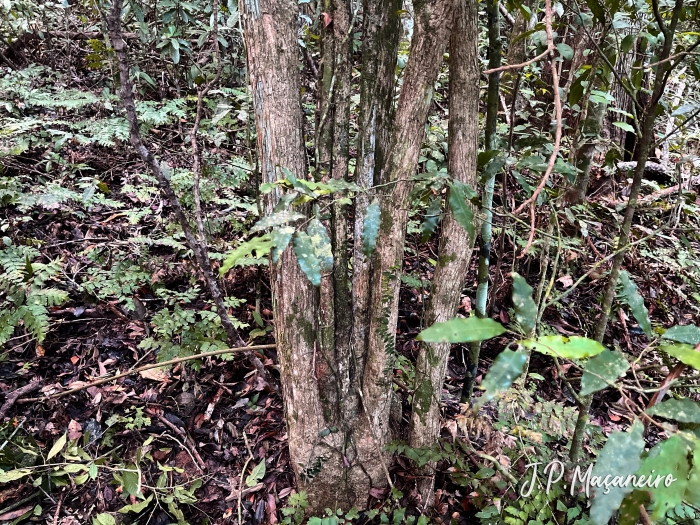 Alseis floribunda
