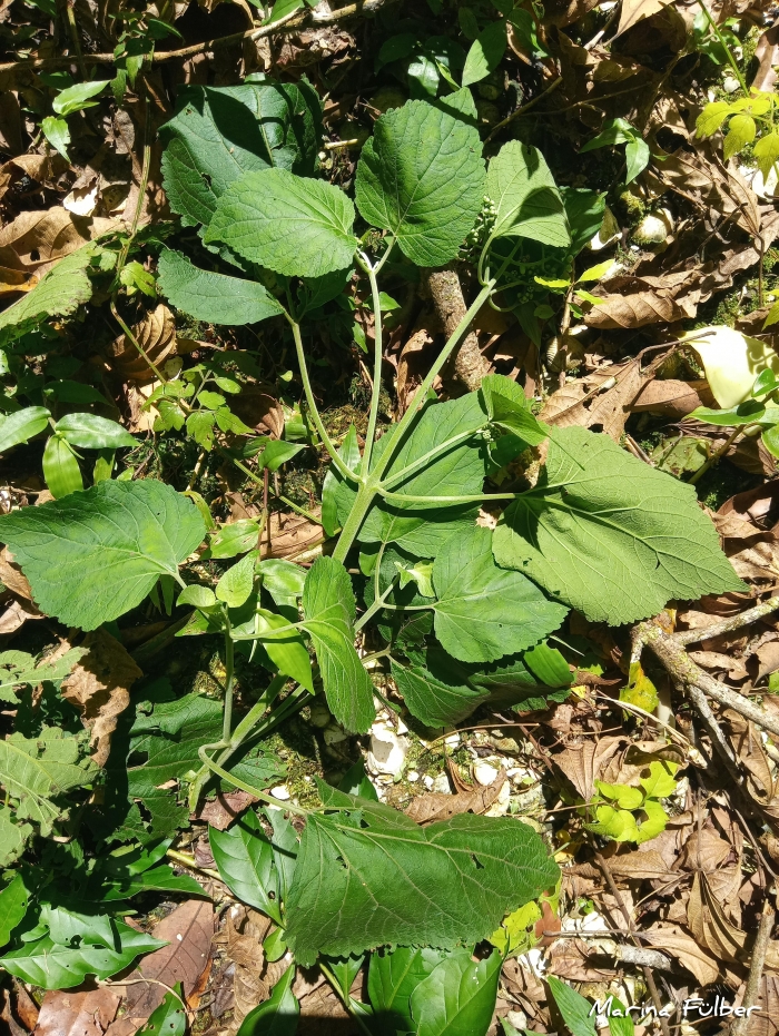 Hebeclinium macrophyllum