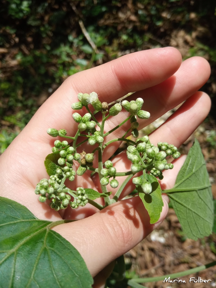 Hebeclinium macrophyllum