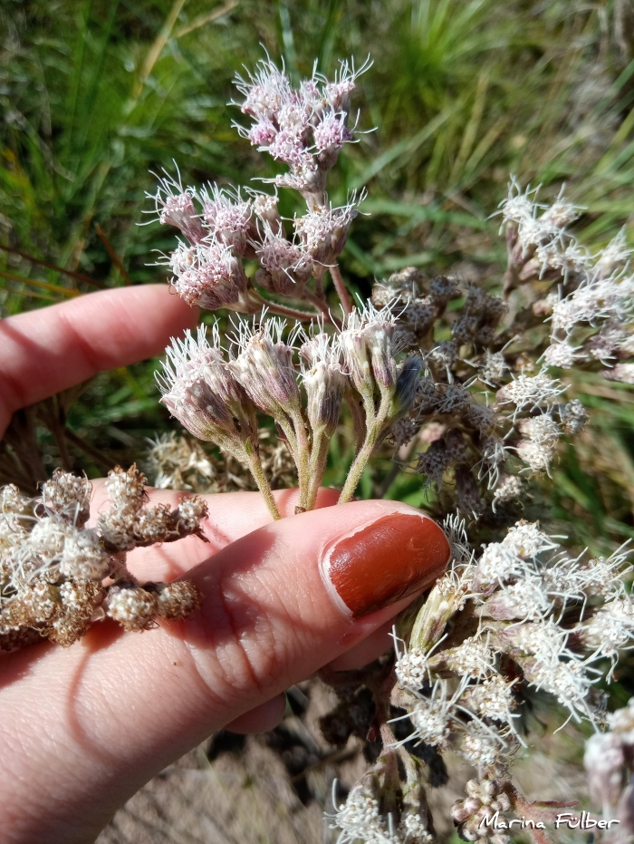 Gyptis lanigera