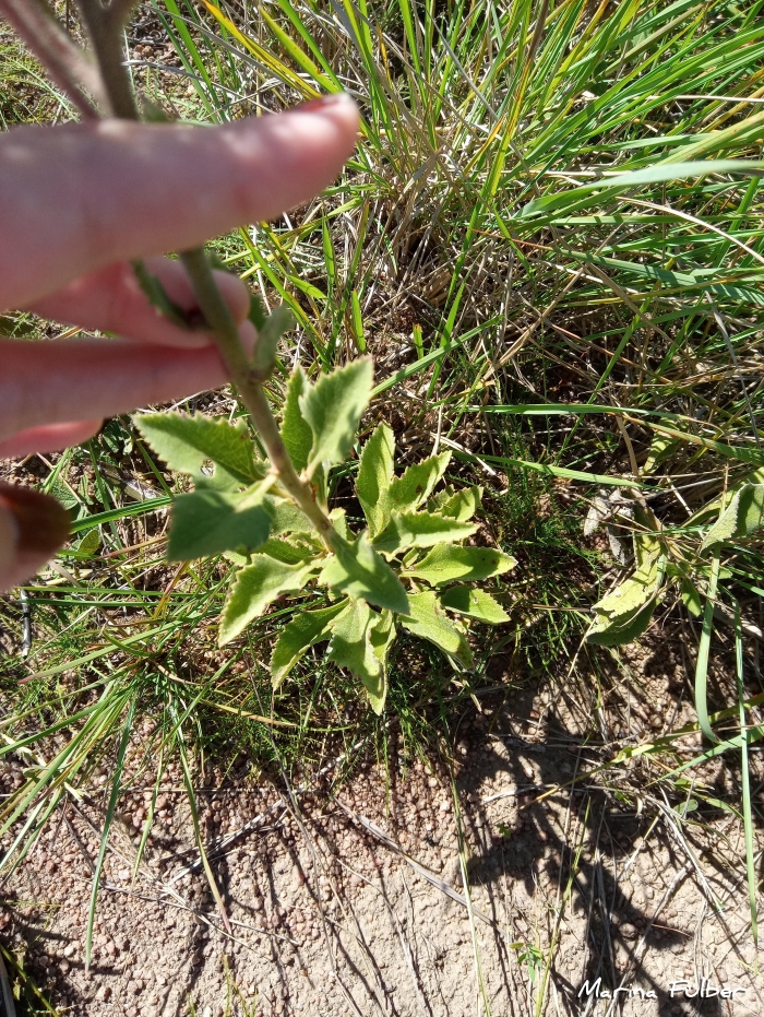 Gyptis lanigera