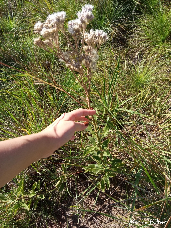 Gyptis lanigera