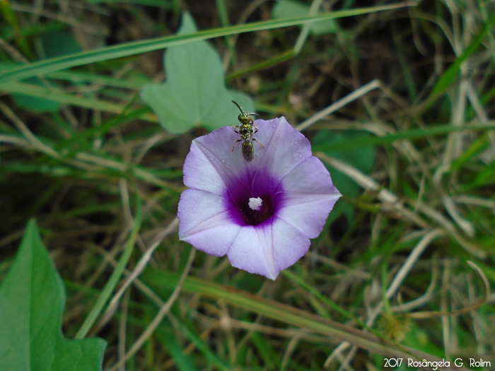 Ipomoea triloba