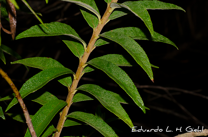 Disynaphia multicrenulata