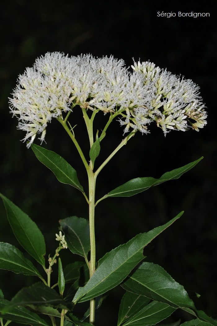 Symphyopappus itatiayensis