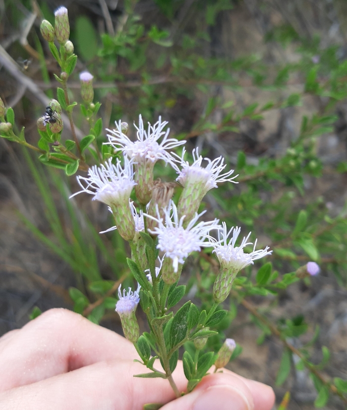 Chromolaena ulei