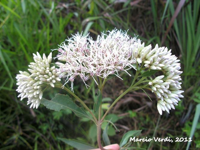 Chromolaena laevigata