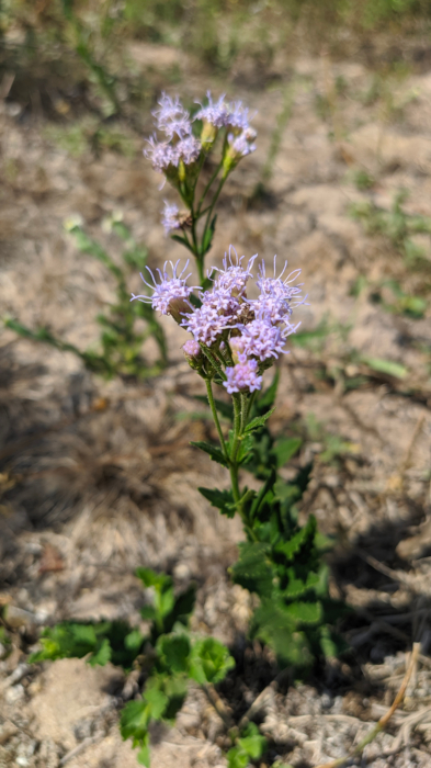 Chromolaena hirsuta