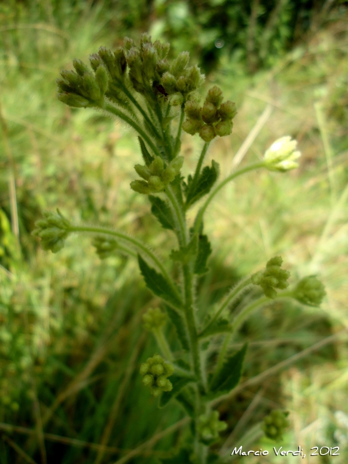 Chromolaena hirsuta