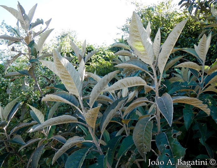 Vernonanthura discolor