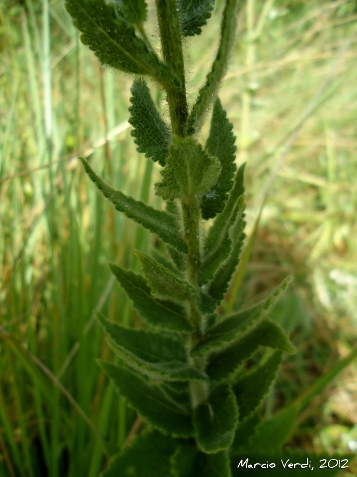 Chromolaena hirsuta