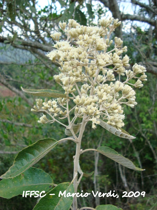 Vernonanthura discolor