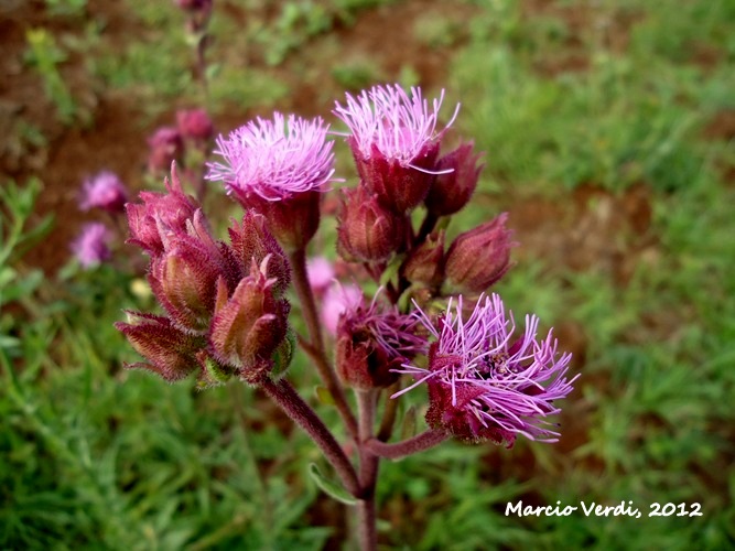 Campuloclinium macrocephalum