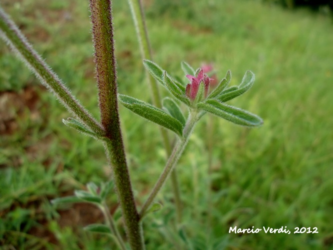 Campuloclinium macrocephalum