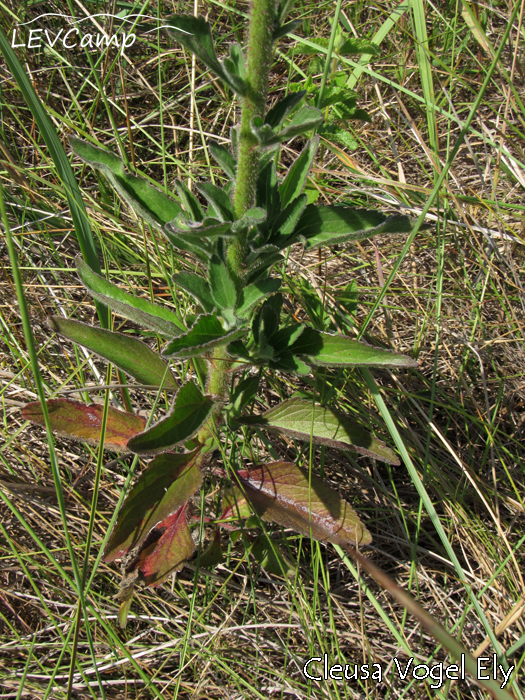 Campuloclinium macrocephalum