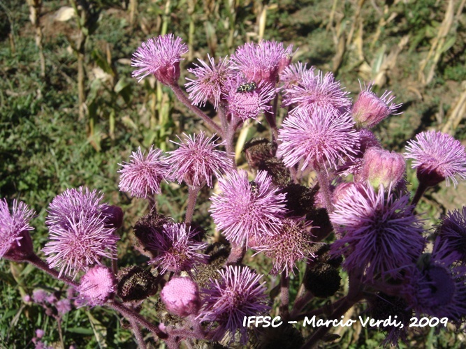 Campuloclinium macrocephalum