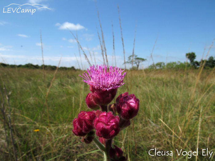 Campuloclinium macrocephalum