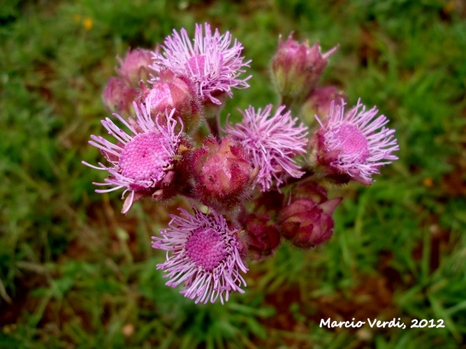 Campuloclinium macrocephalum